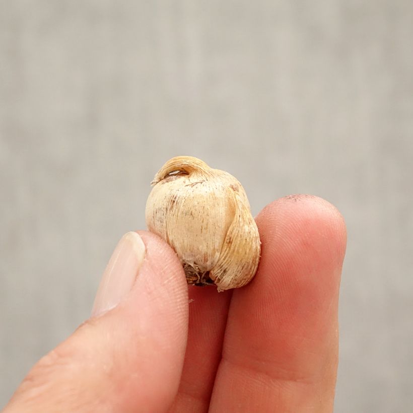 Dichelostemma congestum Bulbo taglia 5+ esemplare consegnato in primavera