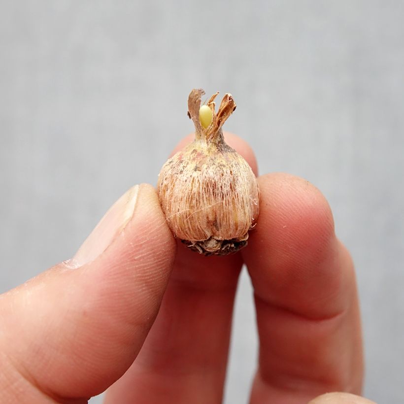 Dichelostemma Pink Diamond Bulbo taglia 5+ esemplare consegnato in primavera