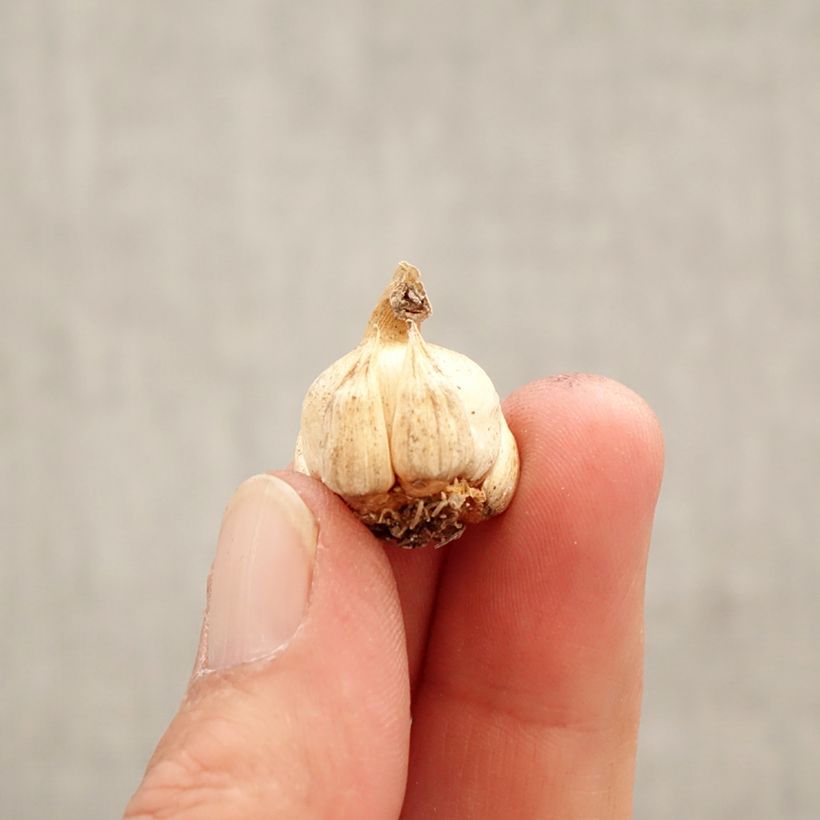 Dichelostemma ida-maia Bulbo taglia 5+ esemplare consegnato in primavera