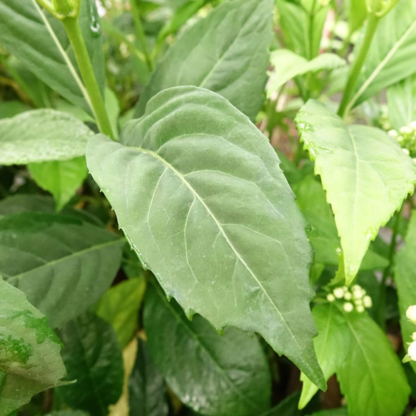 Dichroa versicolor Round Blue (Fogliame)