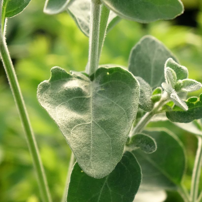 Dicliptera squarrosa (Fogliame)