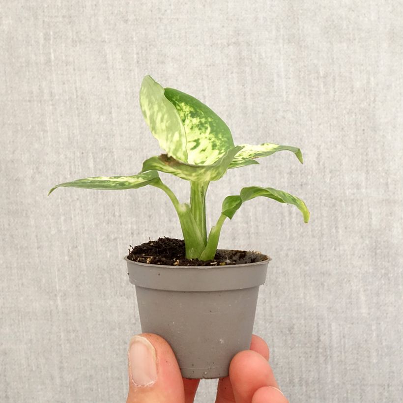 Dieffenbachia maculata Amy mini-pianta esemplare consegnato in primavera