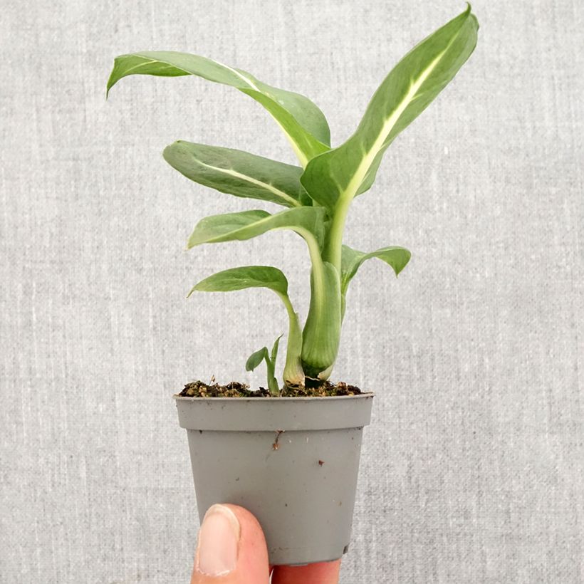 Dieffenbachia Sterling mini-pianta esemplare consegnato in primavera