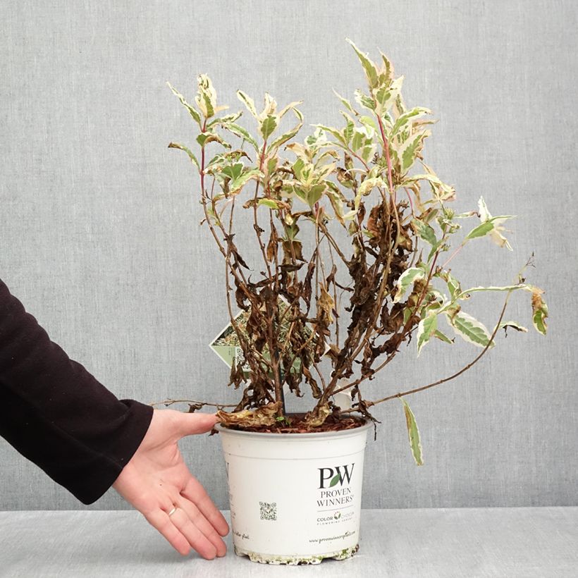 Esemplare di Diervilla Kodiak Mixx Pot de 3L/4L come consegnato in autunno