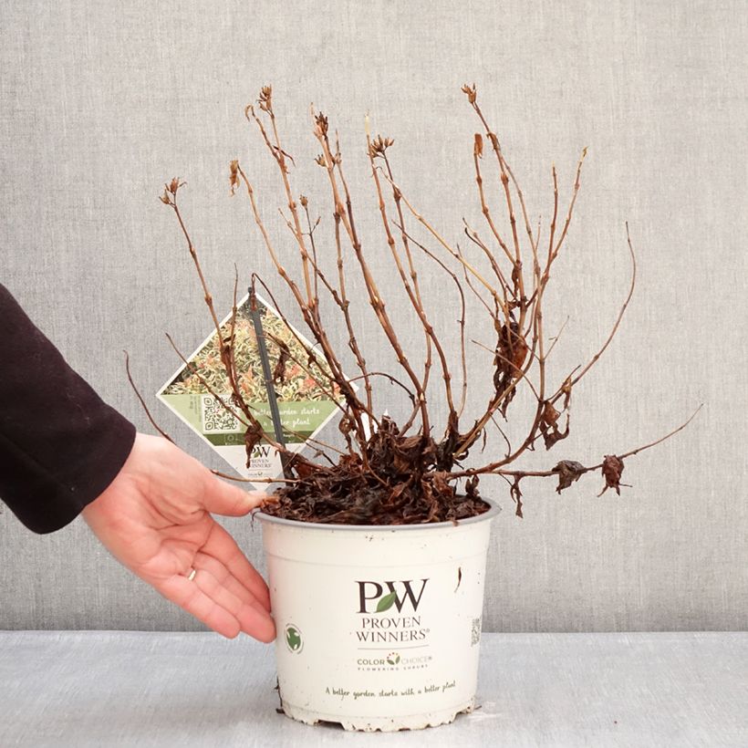 Example of Diervilla Kodiak Mixx Vaso da 3L/4L as you get in hiver