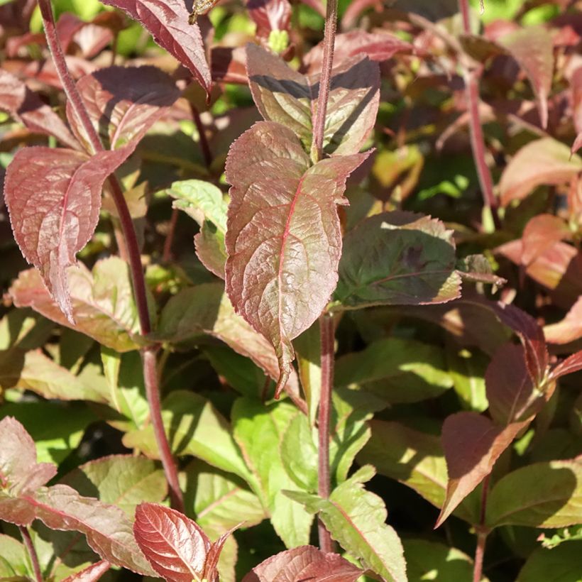 Diervilla rivularis Troja Black (Fogliame)