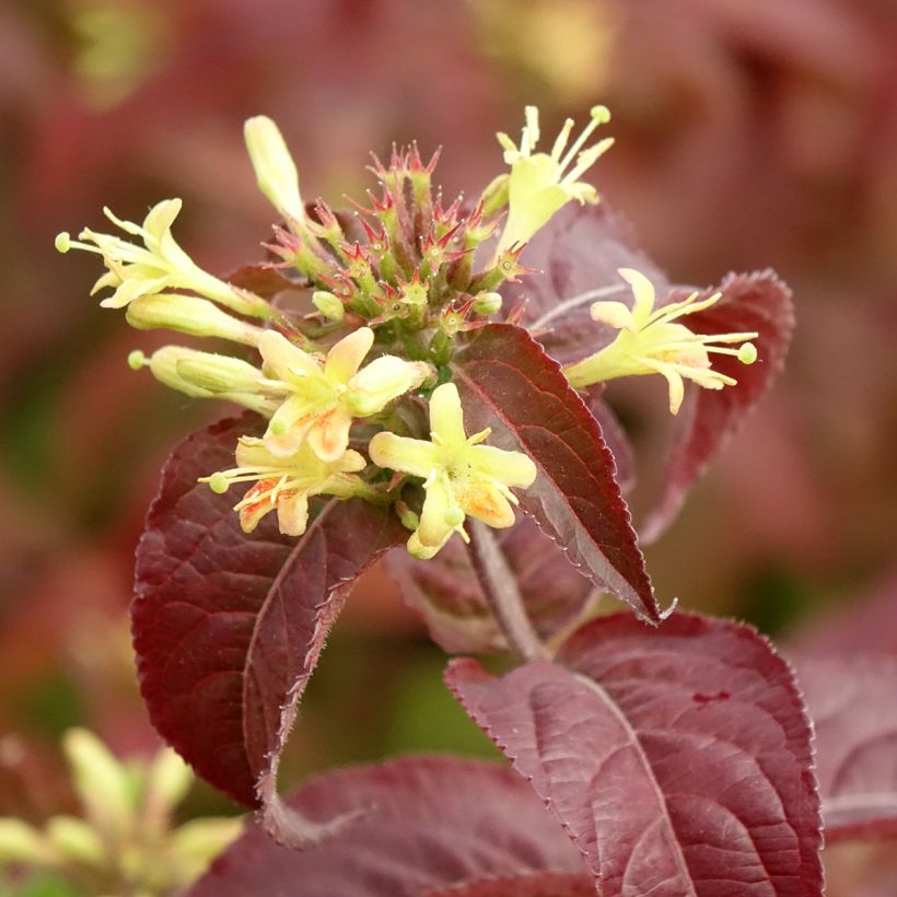 Diervilla rivularis Troja Black (Fioritura)