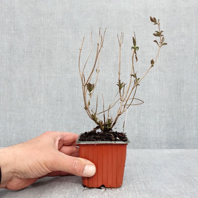 Diervilla rivularis Troja Black Vasetto da 8/9 cm esemplare consegnato in primavera