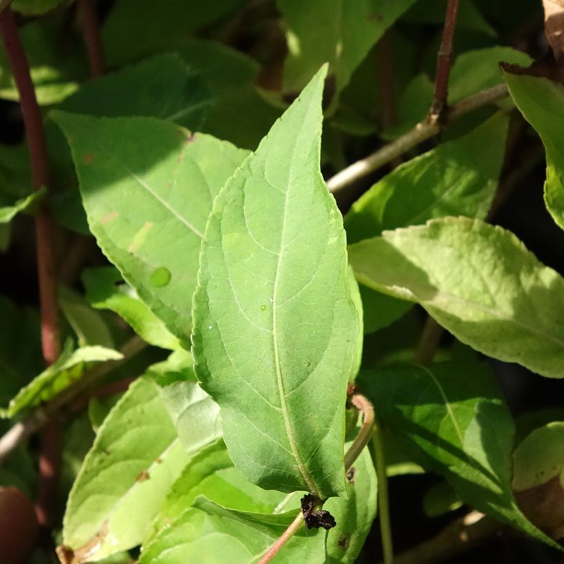 Diervilla Honey Surprise (Fogliame)