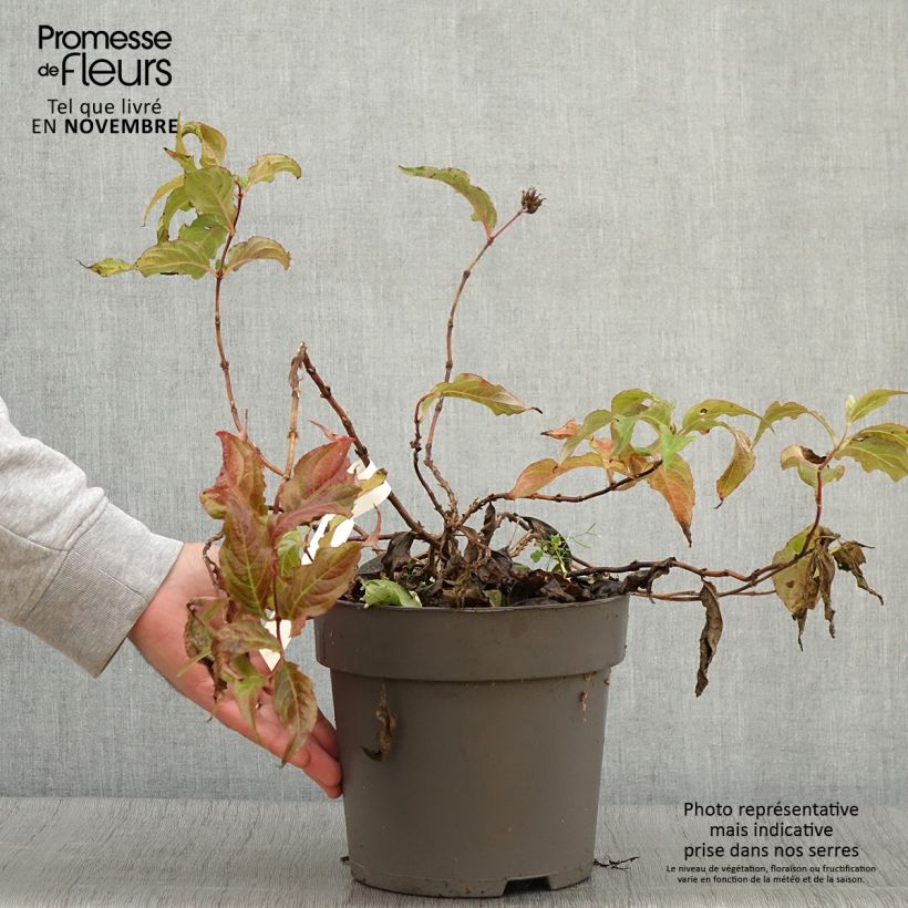Esemplare di Diervilla splendens Honey Surprise - Diervillée Pot de 4L/5L come consegnato in autunno