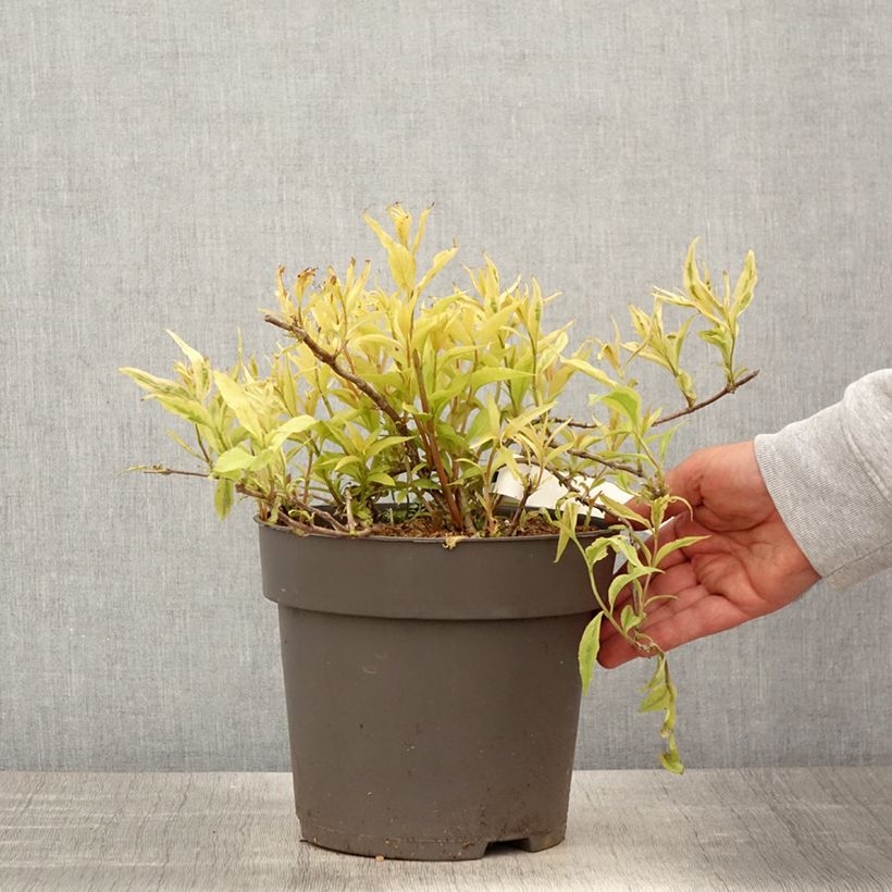 Diervilla Honey Surprise Vaso da 4L/5L esemplare consegnato in primavera