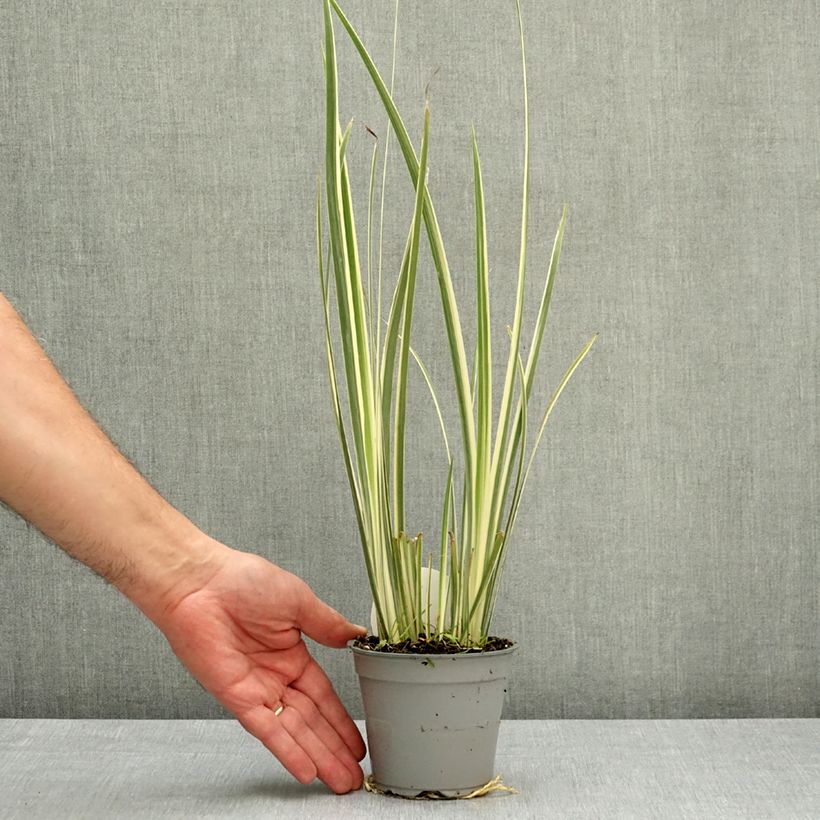 Dietes bicolor Milky Way Vaso da Ø 12 cm / 13 cm esemplare consegnato in primavera