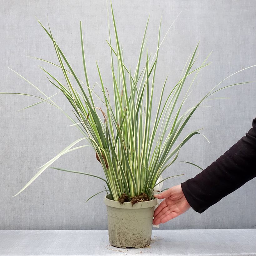 Dietes bicolor Milky Way Vaso da 3L/4L esemplare consegnato in inverno