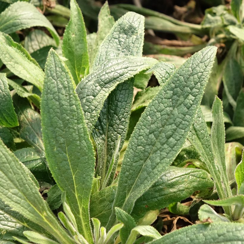 Digitalis Illumination Raspberry - Digitale ibrido (Foliage)