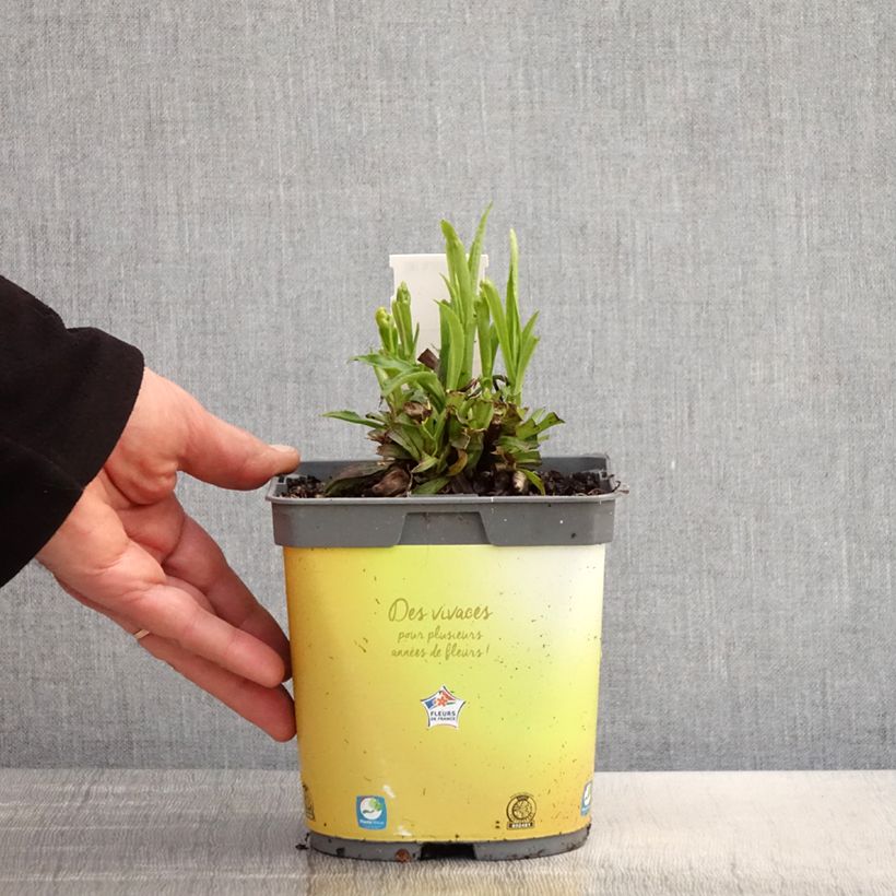 Digitalis Goldcrest - Digitale ibrido Vaso da 1,5L/2L esemplare consegnato in primavera