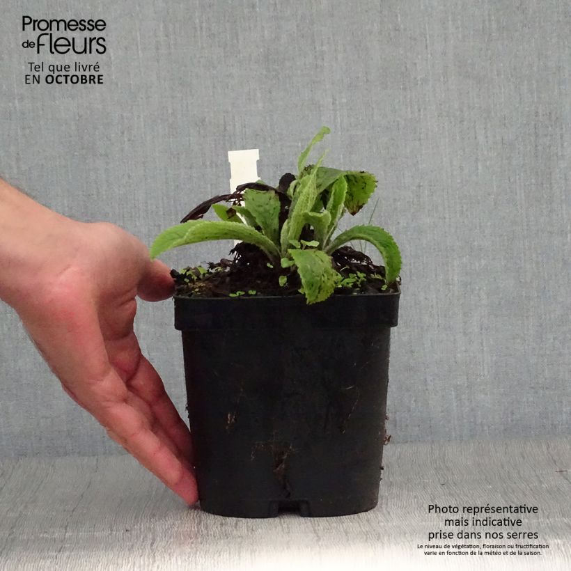 Esemplare di Digitalis mertonensis - Digitale Vaso da 2L/3L come consegnato in autunno