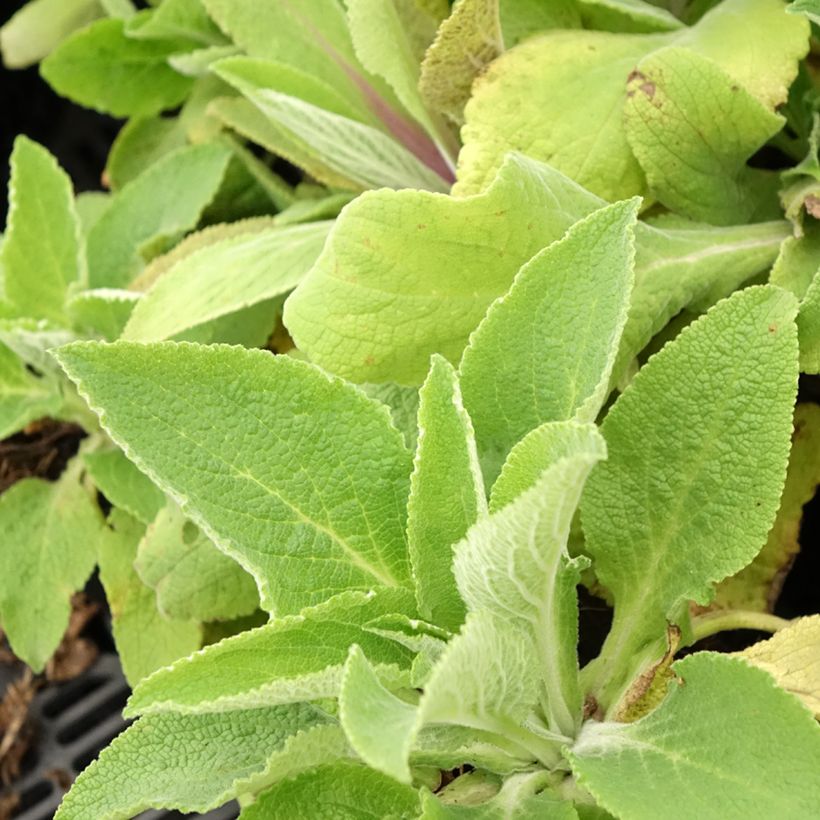 Digitalis purpurea Monstrosa - Digitale rossa (Foliage)
