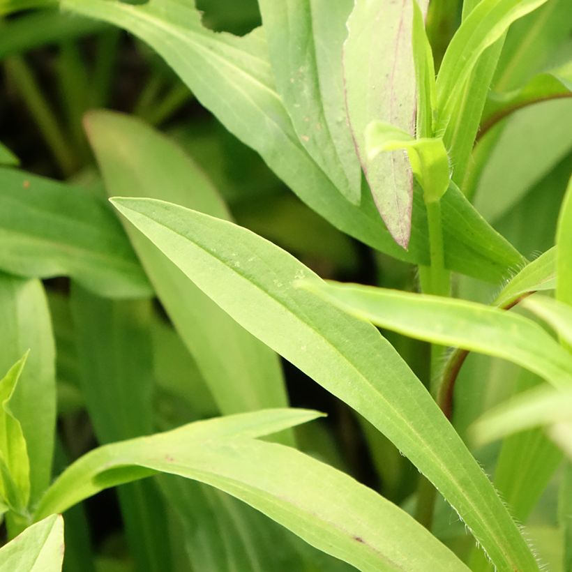 Digitalis lanata Café Crème - Digitale lanata (Fogliame)