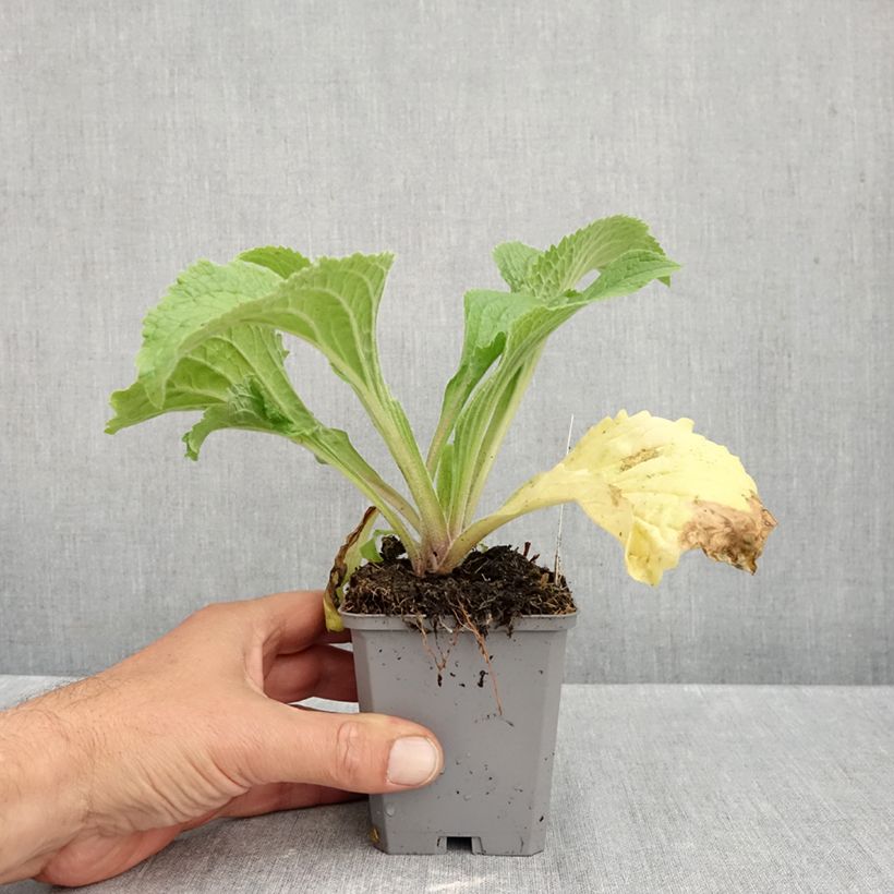 Esemplare di Digitalis mertonensis Summer King - Digitale Vasetto da 8/9 cm come consegnato in autunno