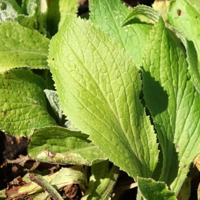 Digitalis mertonensis Summer King - Digitale (Fogliame)
