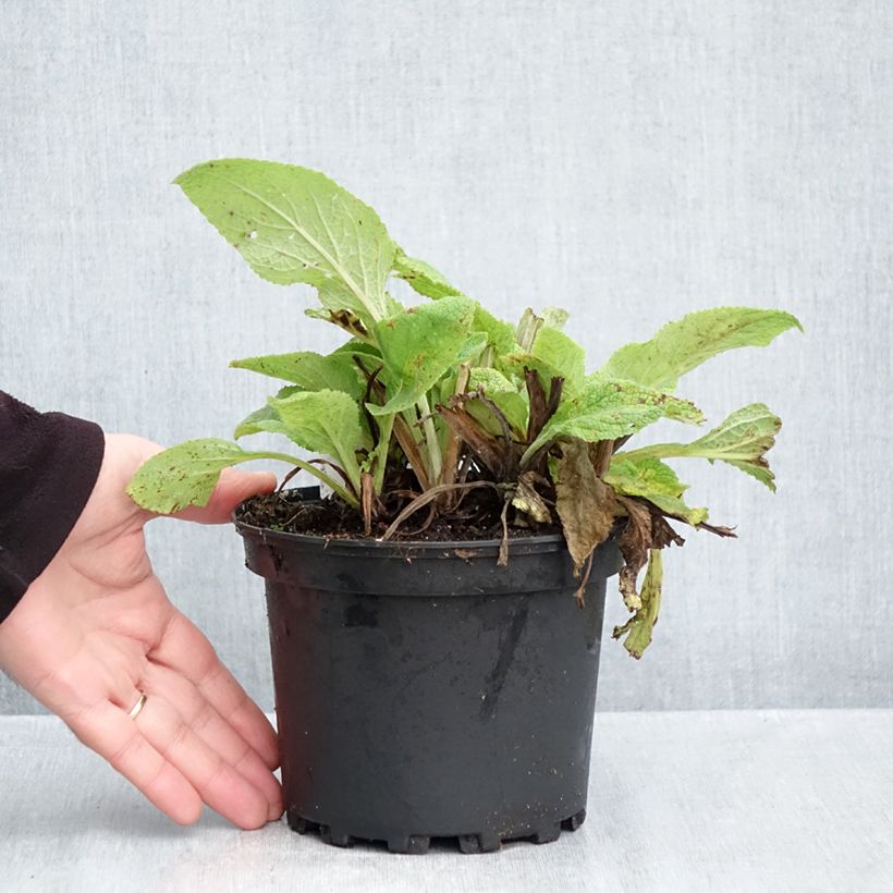 Esemplare di Digitalis purpurea - Digitale rossa Vaso da 2L/3L come consegnato in autunno