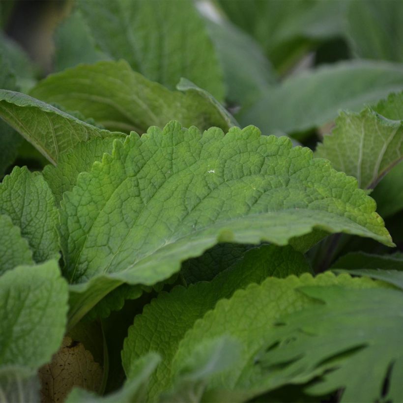 Digitalis purpurea Pam's Choice - Digitale rossa (Fogliame)