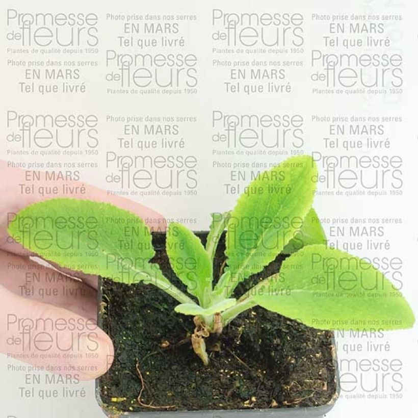 Esempio di esemplare Digitalis purpurea Pam's Split - Digitale rossa Vasetto da 8/9 cm come consegnato