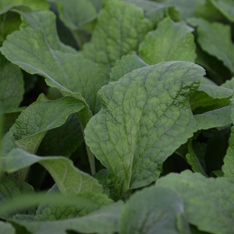 Digitalis purpurea Suttons Apricot - Digitale rossa (Foliage)