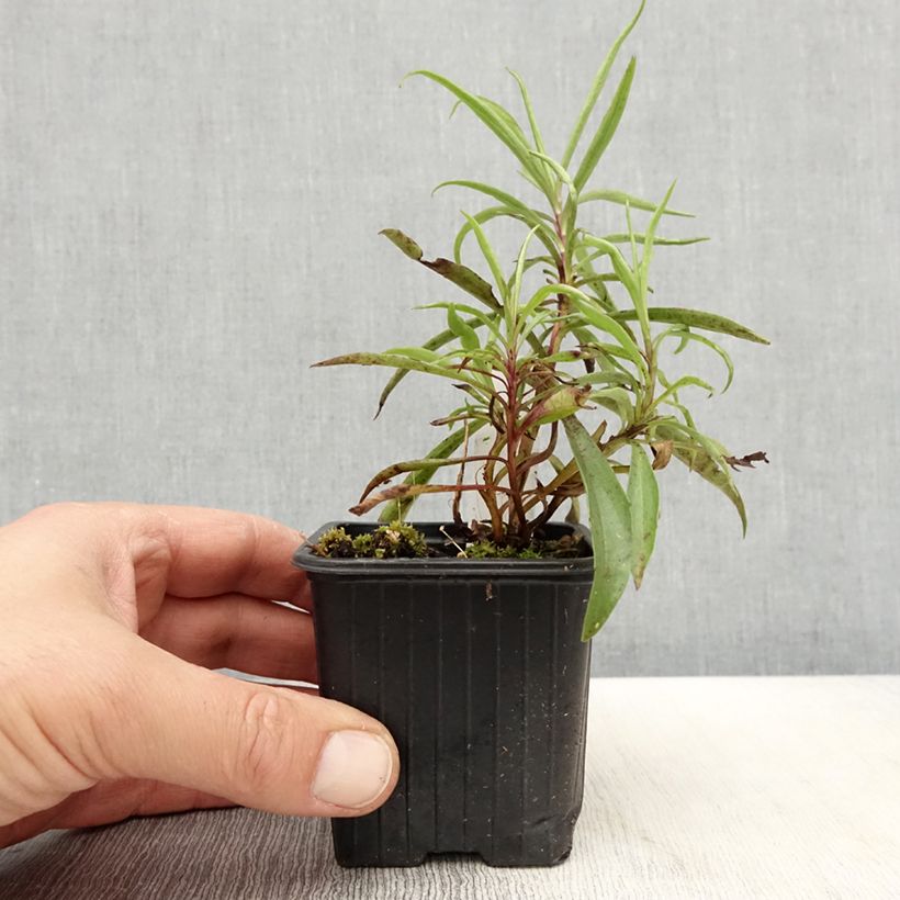 Example of Digitalis obscura - Digitale Vasetto da 8/9 cm as you get in printemps