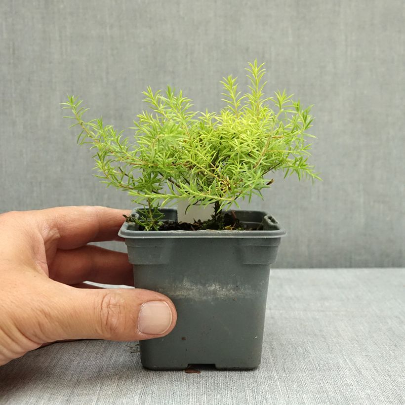 Esemplare di Diosma hirsuta Sunset Gold Vasetto da 8/9 cm consegnato in estate