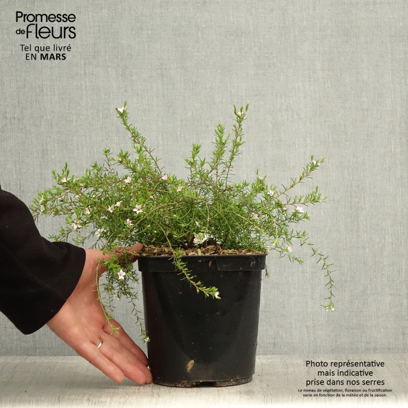 Diosma hirsuta Pink Diamond Vaso da 2L/3L esemplare consegnato in primavera