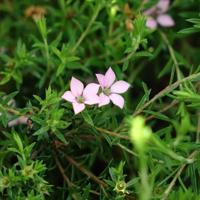 Diosma hirsuta Pink Diamond (Fioritura)