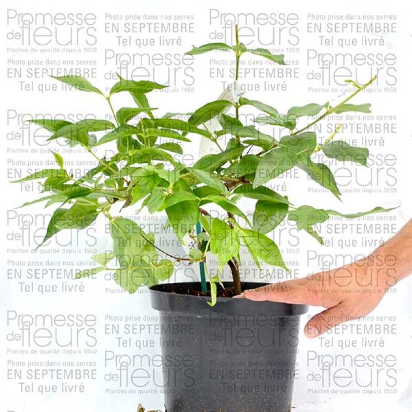 Esempio di esemplare Dipelta floribunda Vaso da 3L/4L come consegnato