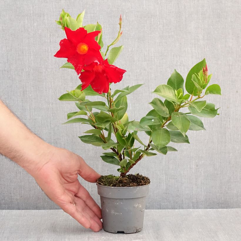 Esemplare di Dipladenia BELLA Compact Red Vaso da Ø 10 cm/11 cm come consegnato in autunno