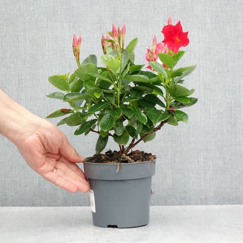 Dipladenia BELLA Compact Red Vaso da Ø 10 cm/11 cm esemplare consegnato in primavera