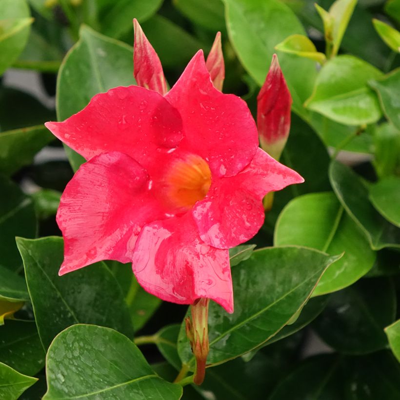 Dipladenia BELLA Compact Red (Fioritura)