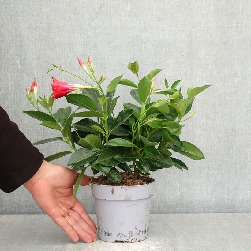 Dipladenia BELLA Compact Red Vaso da 1L/1,5L esemplare consegnato in primavera
