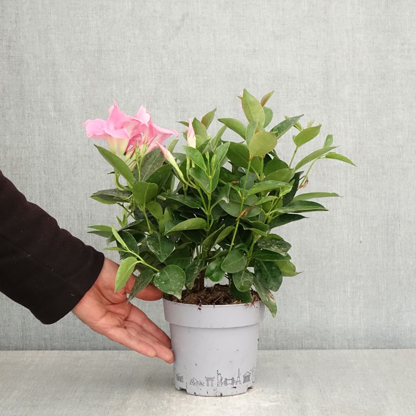 Dipladenia Bella Pink Vaso da 1L/1,5L esemplare consegnato in primavera