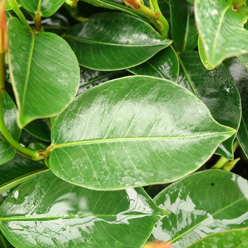 Dipladenia Bella Pink Star (Fogliame)