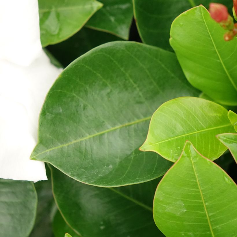 Dipladenia BELLA White (Fogliame)