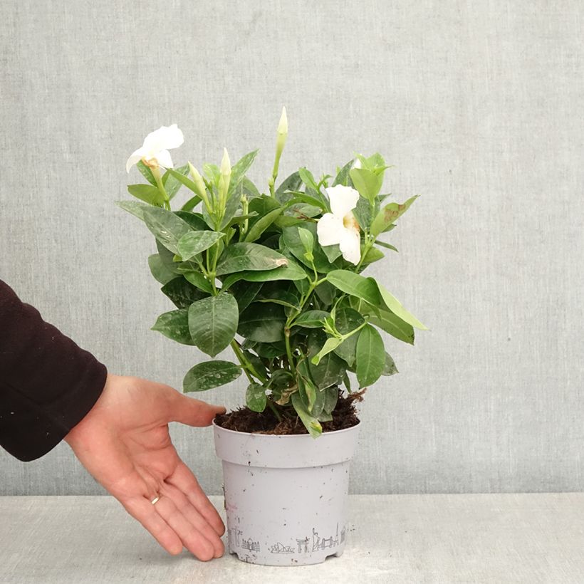 Dipladenia BELLA White Vaso da 1L/1,5L esemplare consegnato in primavera