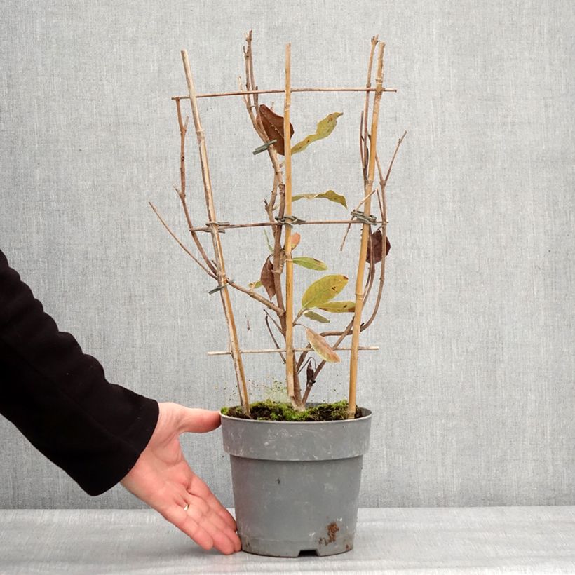 Dipladenia Diamantina Jade Rose Pot de 2L/3L esemplare consegnato in inverno