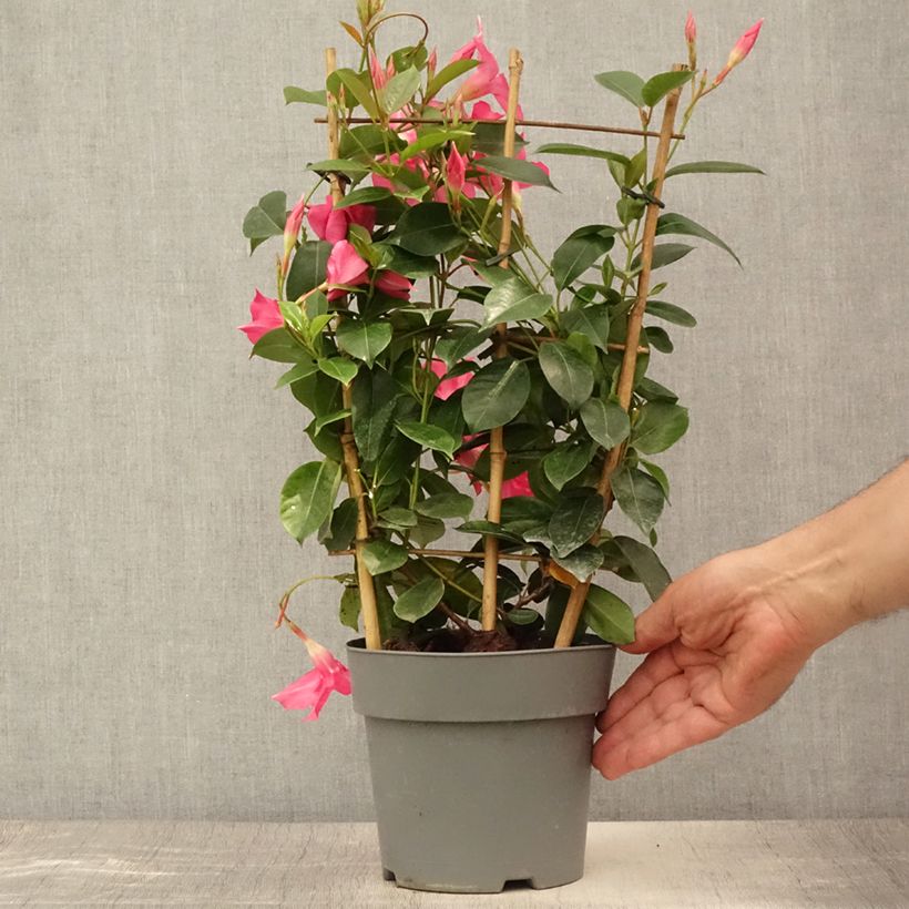 Esemplare di Dipladenia Diamantina Opale Fuchsia Flammé Vaso da 2L/3L consegnato in estate