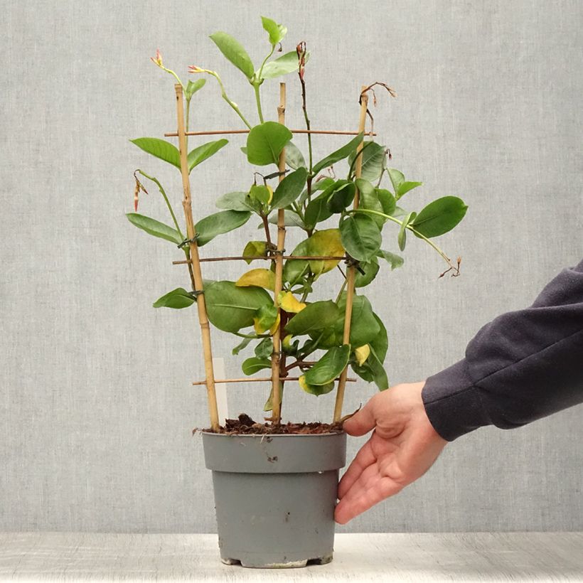 Esemplare di Dipladenia Diamantina Tourmaline Fuchsia intense Vaso da 1,5L/2L consegnato in estate