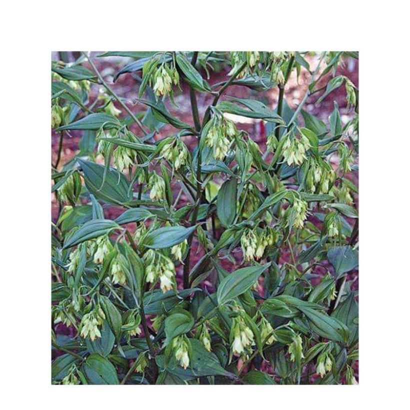 Disporum cantoniense Green Giant (Fioritura)