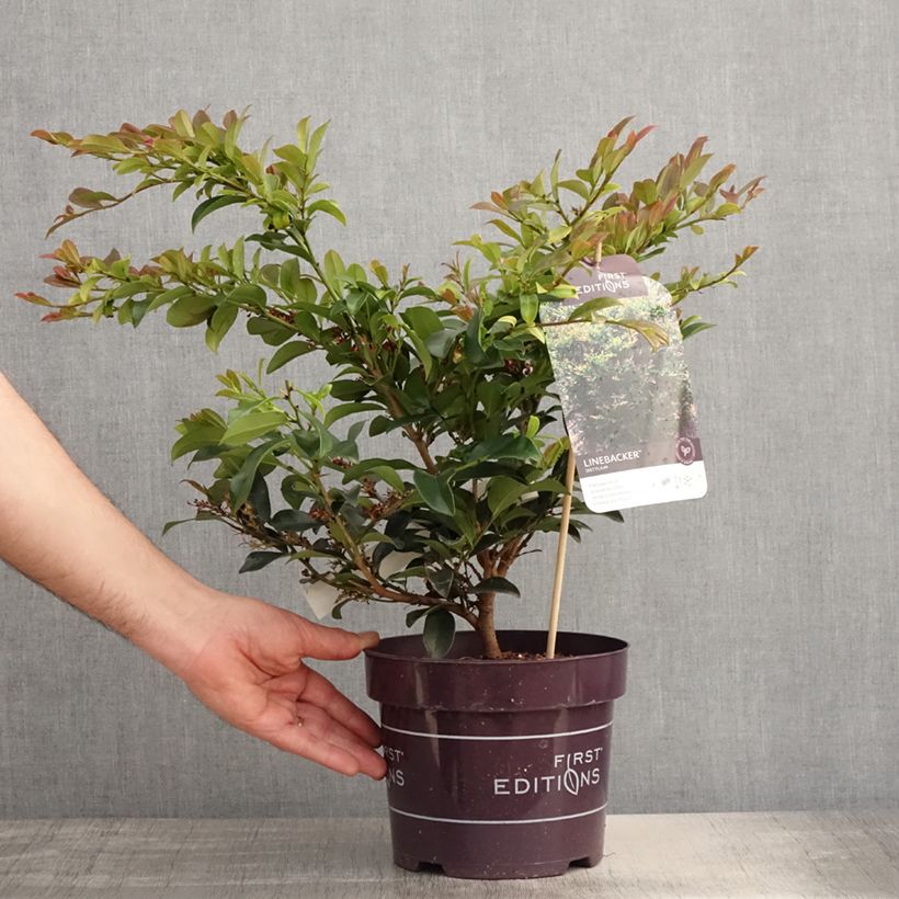 Example of Distylium Linebacker Vaso da 3L/4L as you get in printemps