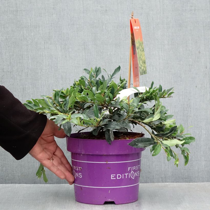 Esemplare di Distylium Swing Low Pot de 3L/4L come consegnato in autunno
