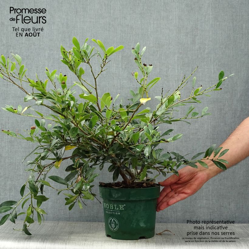 Esemplare di Distylium Blue Cascade Vaso da 3L/4L consegnato in estate