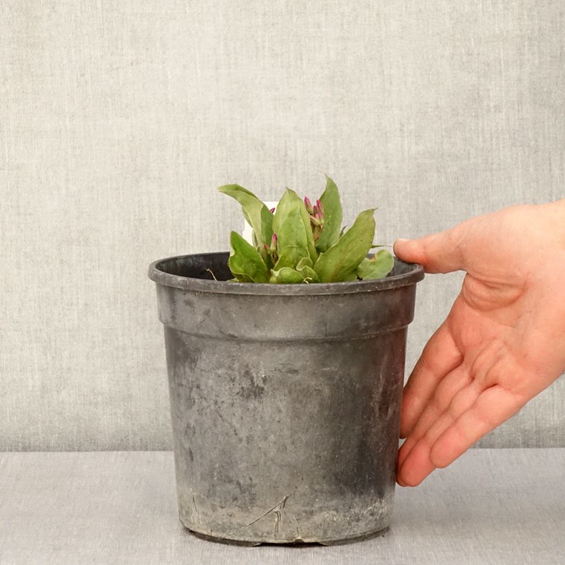 Dodecatheon jeffreyi Rotlicht Vaso da 2L/3L esemplare consegnato in primavera