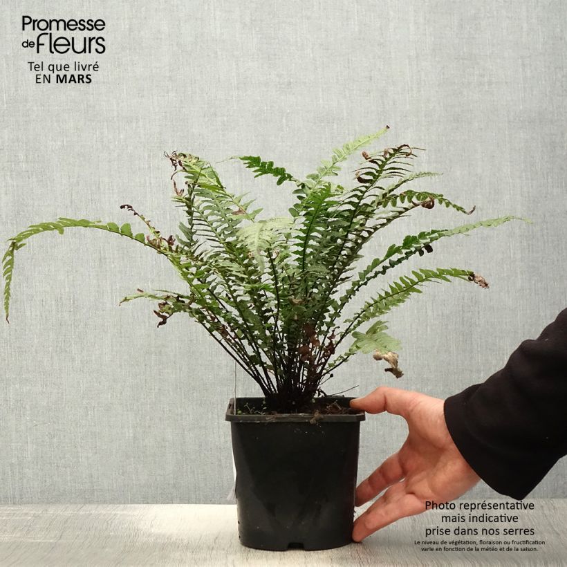 Example of Doodia aspera Rough Ruby Vaso da 2L/3L as you get in printemps